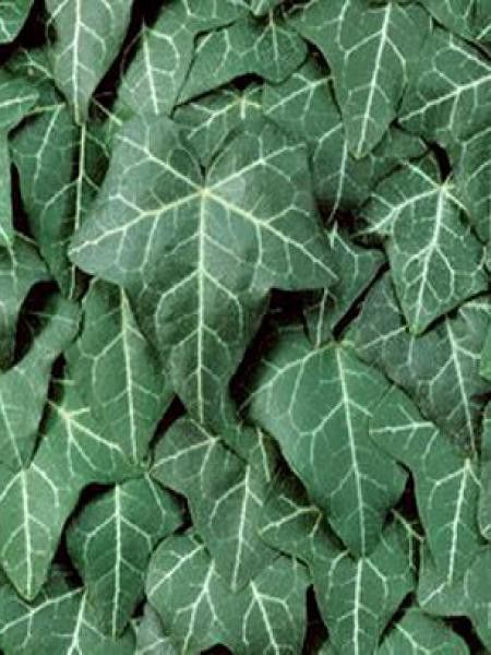 Lierre commun 'Plattensee'