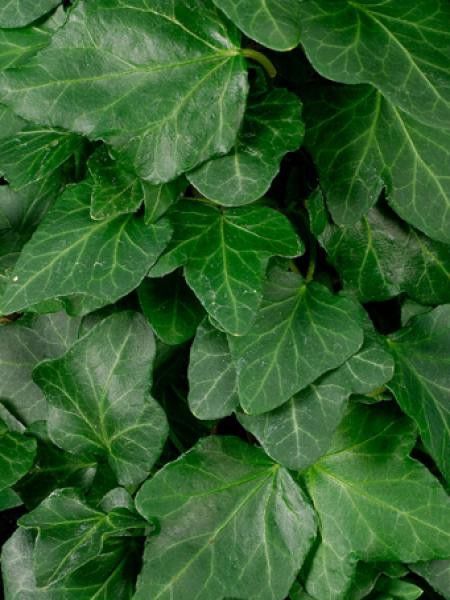 Lierre commun 'Wonder'