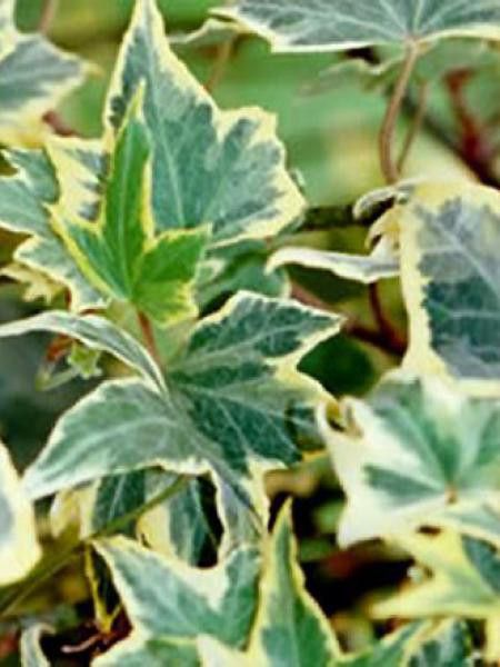 Lierre commun 'Yellow Ripple'