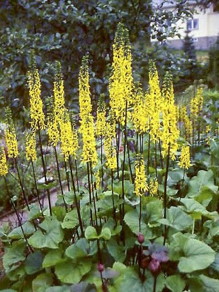 Ligulaire du Shavalski