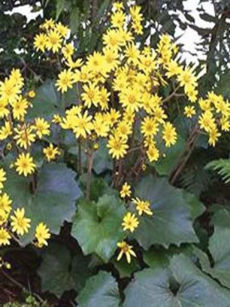 Ligulaire 'Last Dance'®