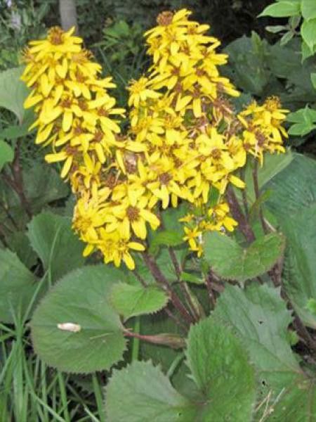 Ligulaire 'Little Lantern'