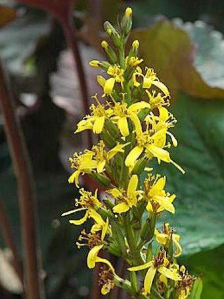 Ligulaire 'Little Rocket'