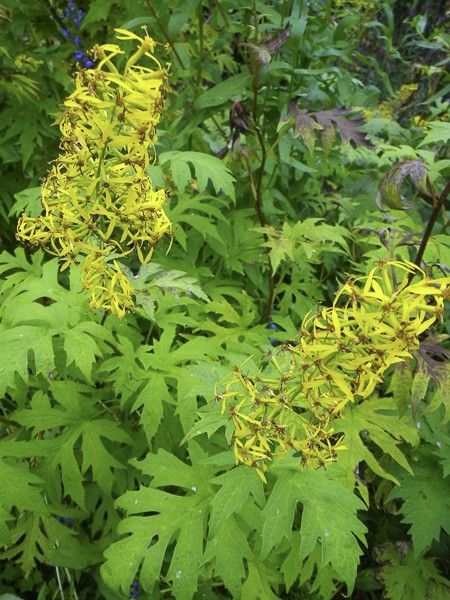 Ligulaire paniculée