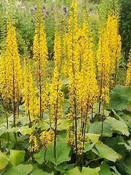 Ligulaire 'Zepter'