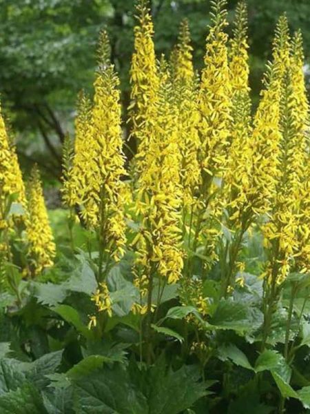 Ligularia hessei 'Lanternchern'
