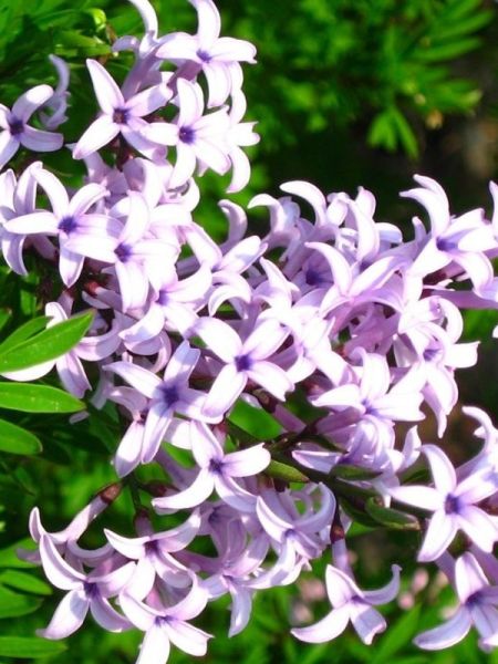 Lilas à feuilles laciniées