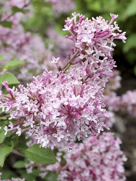 Lilas Bloomerang 'Bloomerang Pink Perfume'