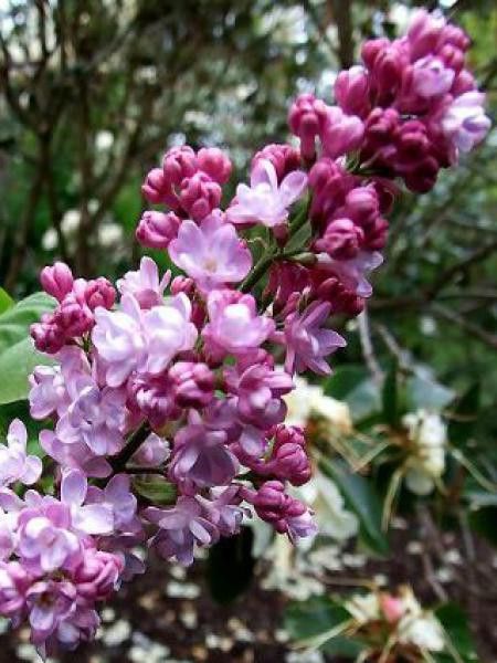 Lilas commun 'Belle De Nancy'