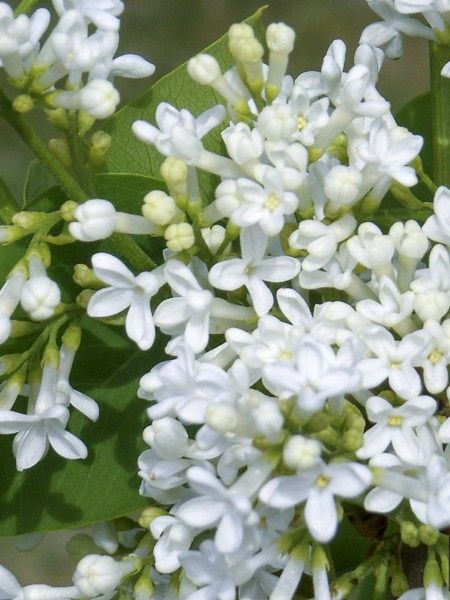 Lilas commun 'Comtesse D'harcourt'