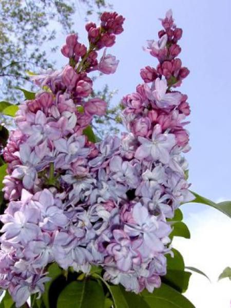 Lilas commun 'Katherine Havemeyer'