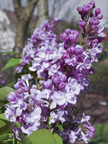 Lilas commun 'Zhemchuzhina'