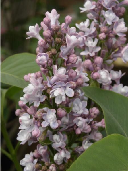 Lilas de Chine 'Georges Eastman'
