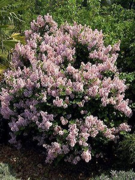 Lilas de Chine 'Josée'