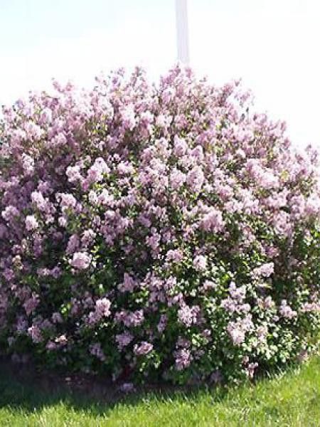 Lilas de Chine 'Palibin'