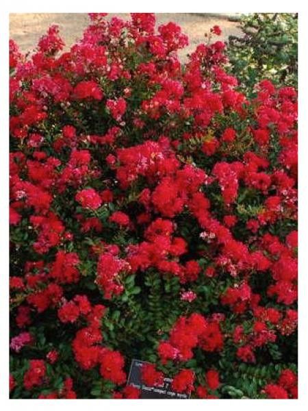 Lilas des Indes 'Cherry'