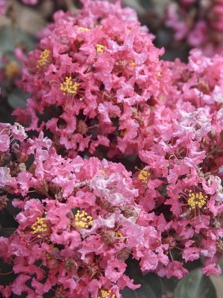Lilas des Indes 'Coral Magic'