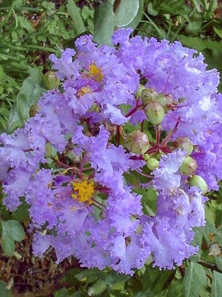 Lilas des Indes 'Cordon Bleu'