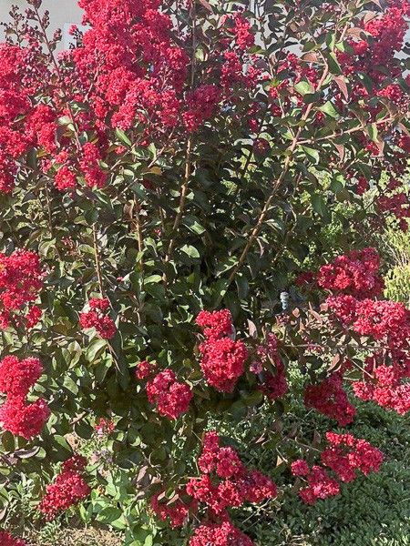 Lilas des Indes 'Dynamite'