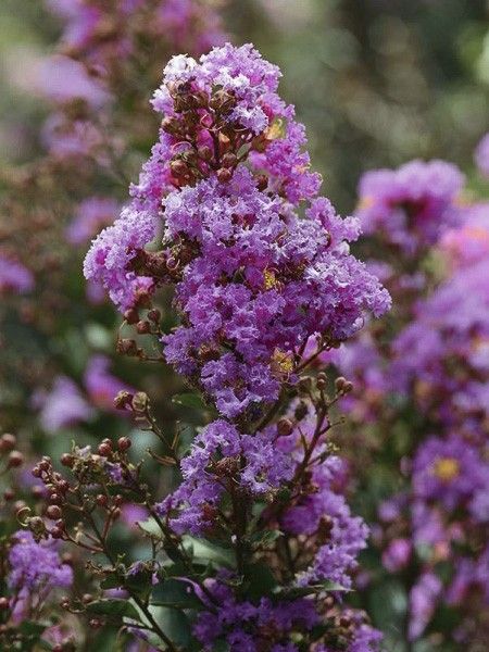 Lilas des Indes 'Enduring Lavender'