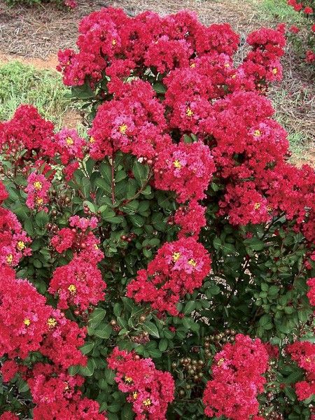 Lilas des Indes 'Enduring Red'
