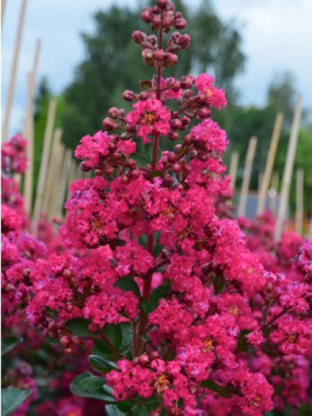 Lilas des Indes 'Fuchsia D Ete® 'indyfus'