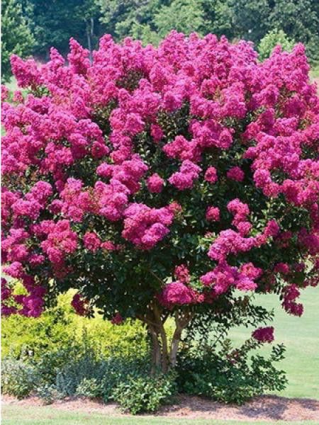 Lilas des Indes 'In Mix Touffe'