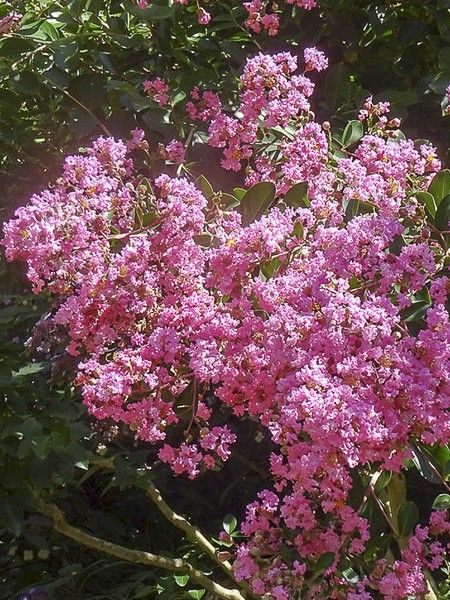 Lilas des Indes 'Jacqueline Desmartis'