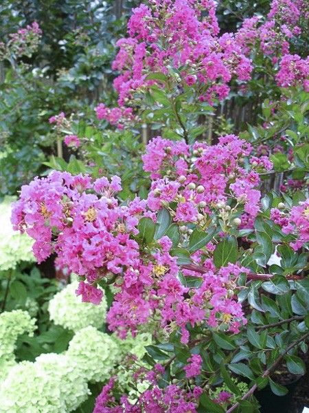 Lilas des Indes 'Mardi Gras'