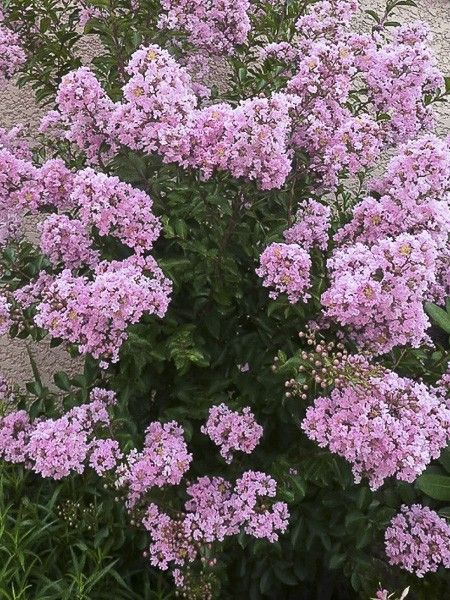 Lilas des Indes 'Monbazillac'