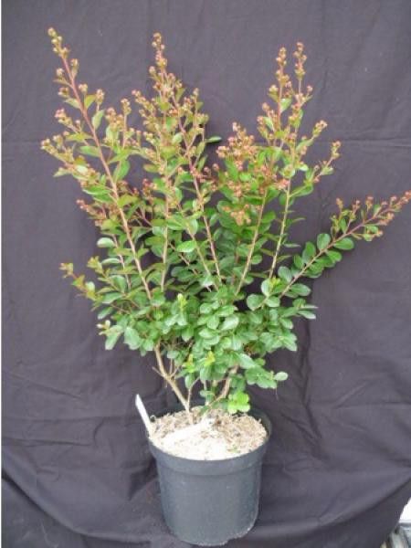 Lilas des Indes 'Nivea'