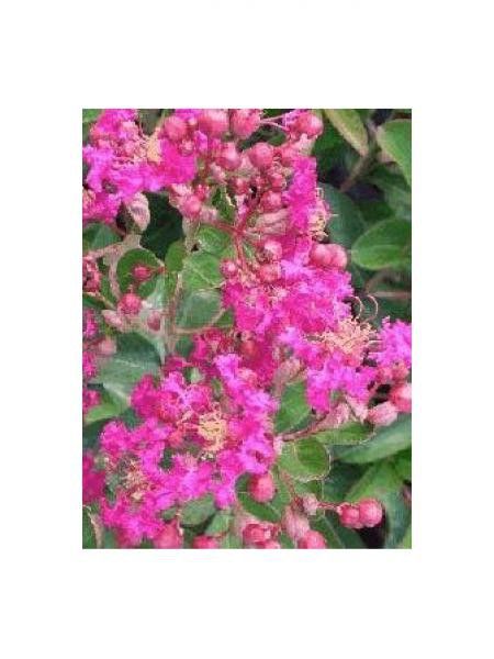 Lilas des Indes 'Petite Pink'