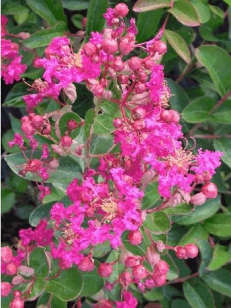Lilas des Indes 'Petite Red'