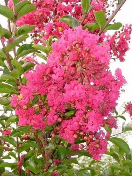 Lilas des Indes 'Red Imperator'
