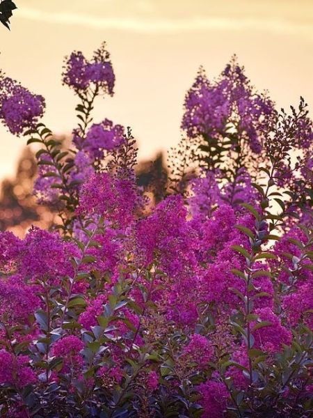 Lilas des Indes 'Red Maïté'