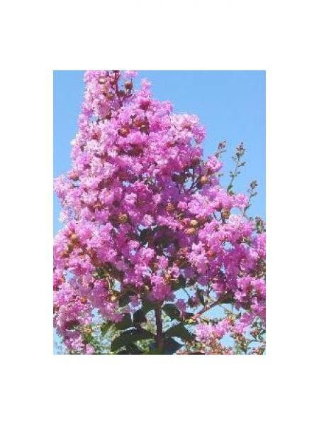 Lilas des Indes 'Rose'