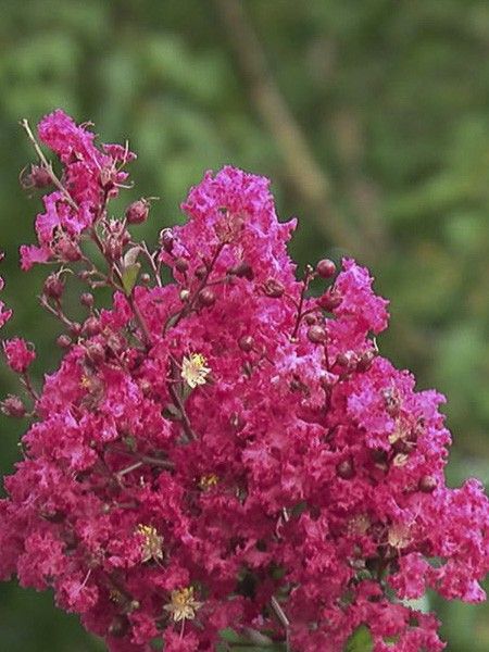 Lilas des Indes 'Saint Emilion'