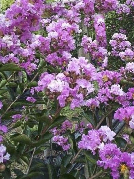 Lilas des Indes 'Souvenir d'Hubert Puard'