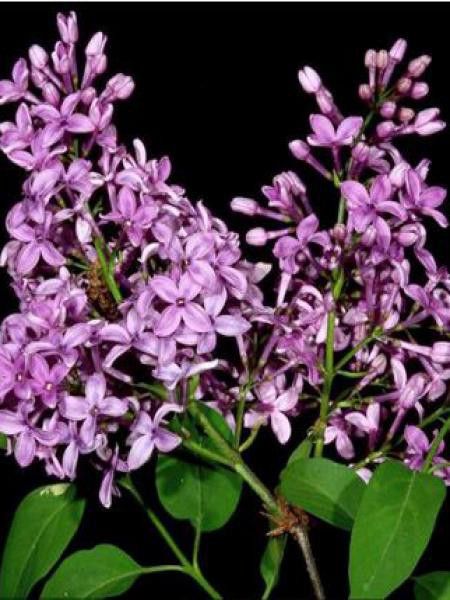 Lilas 'Saugeana'
