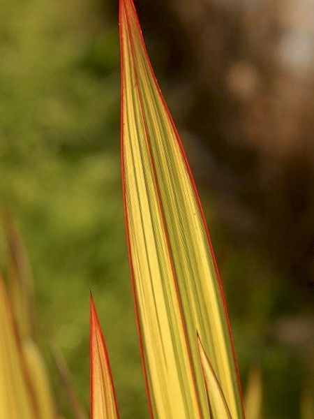 Lin de Nouvelle-Zélande 'Apricot Queen'