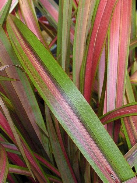 Lin de Nouvelle-Zélande 'Jester'