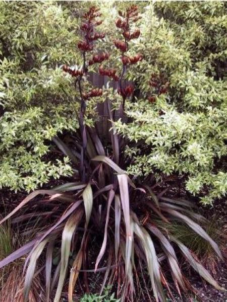 Lin de Nouvelle-Zélande 'Purpureum'