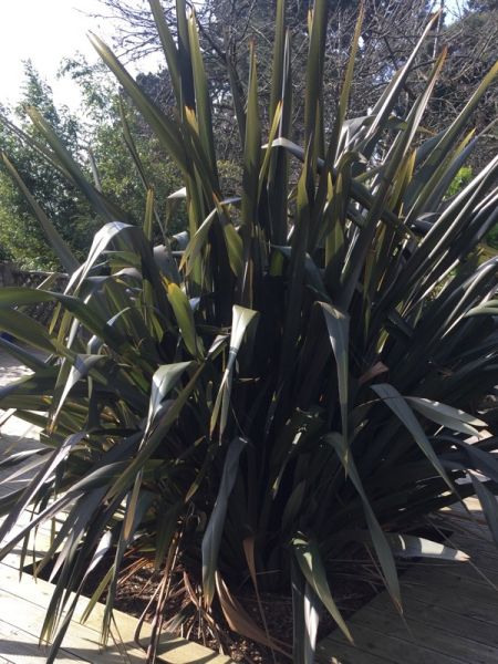 Lin de Nouvelle-Zélande 'Rubra'