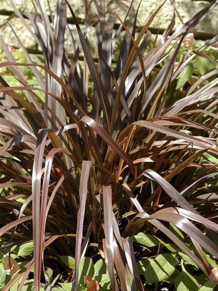 Lin de Nouvelle-Zélande 'Special Red'