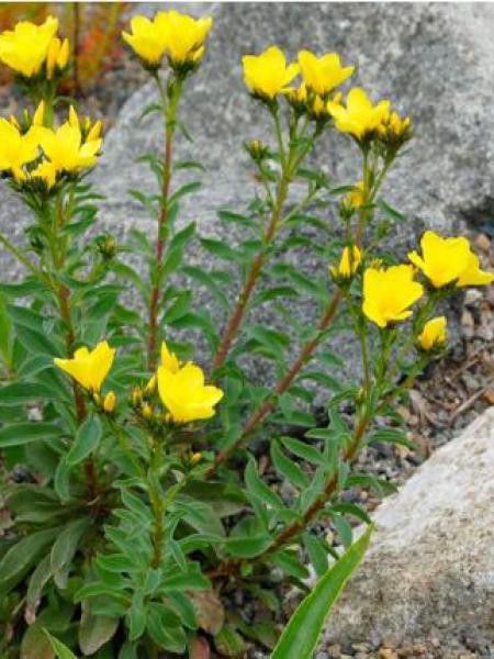 Lin jaune 'Compactum'