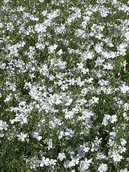 Lin vivace 'Diamant'