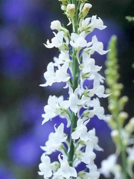 Linaire pourpre 'Springside White'