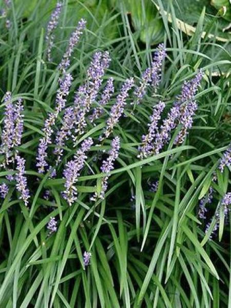 Liriope muscari 'Big Blue'