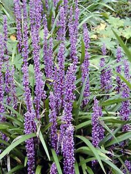 Liriope muscari 'Ingwersen'