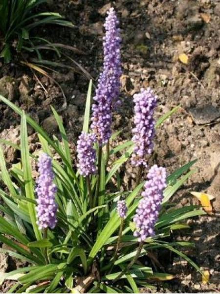Liriope muscari 'Moneymaker'